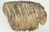6.4" Fossil Woolly Mammoth Upper M2 Molar - North Sea Deposits - #200777-3